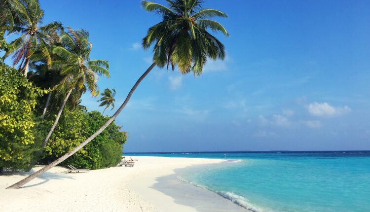 green palm tree on white sand beach during daytime